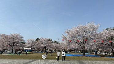 仙台ワイン会　西公園桜満開